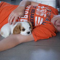 Cavalier king charles spaniel Holsteins Indi