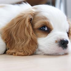 Cavalier king charles spaniel Holsteins Indi