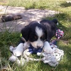 Berner sennenhund Tunala