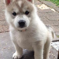 Siberian husky Mesmocan Sunka Yuki