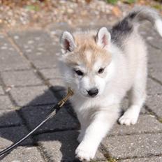 Siberian husky Mesmocan Sunka Yuki
