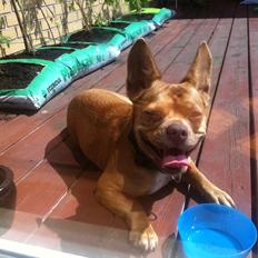 Blanding af racer Grisling