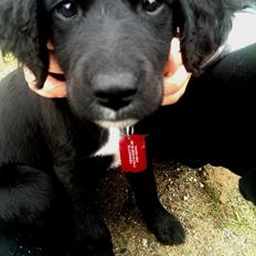 Blanding af racer Joy