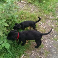 Blanding af racer Joy