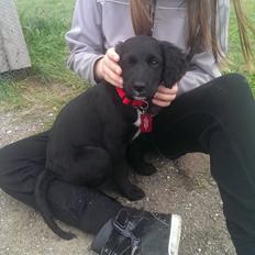 Blanding af racer Joy