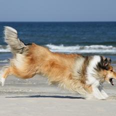 Collie langhåret Ebony Moor´s Adorable Alba