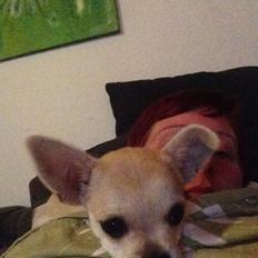 Blanding af racer Armarni