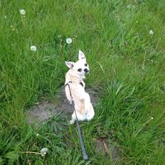 Blanding af racer Armarni