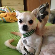 Blanding af racer Armarni