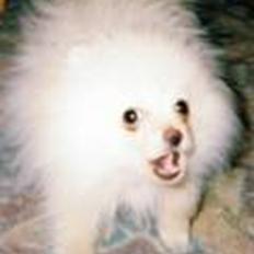 Pomeranian Magnus (Magnum)