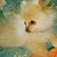 Pomeranian Magnus (Magnum)
