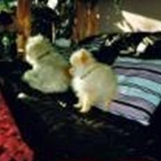 Pomeranian Magnus (Magnum)