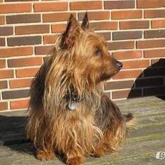 Australsk terrier Sally