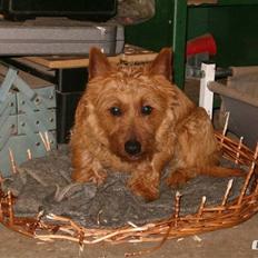 Australsk terrier Rumle Quick (Quick)