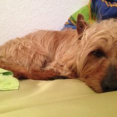 Australsk terrier Rumle Quick (Quick)