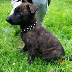 Hollandsk hyrdehund Flottenheimer's Sico