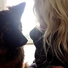 Schæferhund Clinton