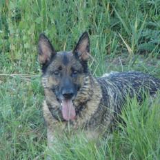 Schæferhund Jackie * Sofavovsen*