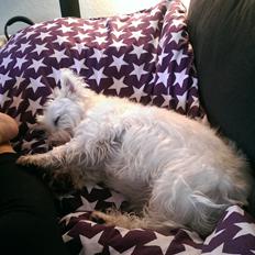 West highland white terrier Mille (Lucy Of White Roses)