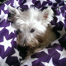 West highland white terrier Mille (Lucy Of White Roses)