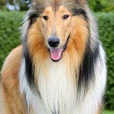 Collie langhåret Ebony Moor´s Charismatic Cato