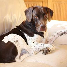 Gammel dansk hønsehund Rocky