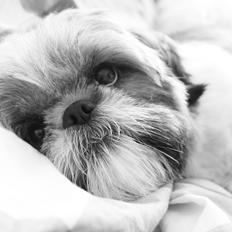 Shih tzu Maude
