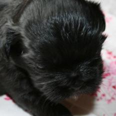 Shih tzu Zoey