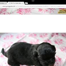 Shih tzu Zoey