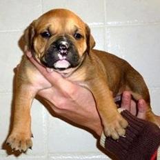 Olde english bulldogge Nikkita´z Havana