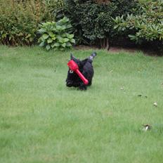 Skotsk terrier Mille