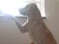 Labrador retriever Coda