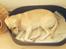 Labrador retriever Coda