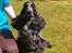 Cocker spaniel Diana - himmelhund