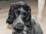 Cocker spaniel Luna <3