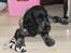 Cocker spaniel Luna <3