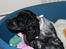 Cocker spaniel Luna <3