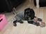 Cocker spaniel Luna <3