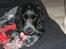 Cocker spaniel Luna <3