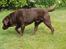 Labrador retriever Kanda Ka-Noa Sylvester