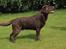 Labrador retriever Kanda Ka-Noa Sylvester