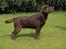 Labrador retriever Kanda Ka-Noa Sylvester