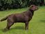 Labrador retriever Kanda Ka-Noa Sylvester