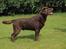Labrador retriever Kanda Ka-Noa Sylvester