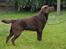 Labrador retriever Kanda Ka-Noa Sylvester