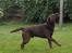 Labrador retriever Kanda Ka-Noa Sylvester