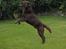 Labrador retriever Kanda Ka-Noa Sylvester