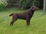 Labrador retriever Kanda Ka-Noa Sylvester