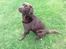 Labrador retriever Kanda Ka-Noa Sylvester