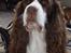 Engelsk springer spaniel Frida